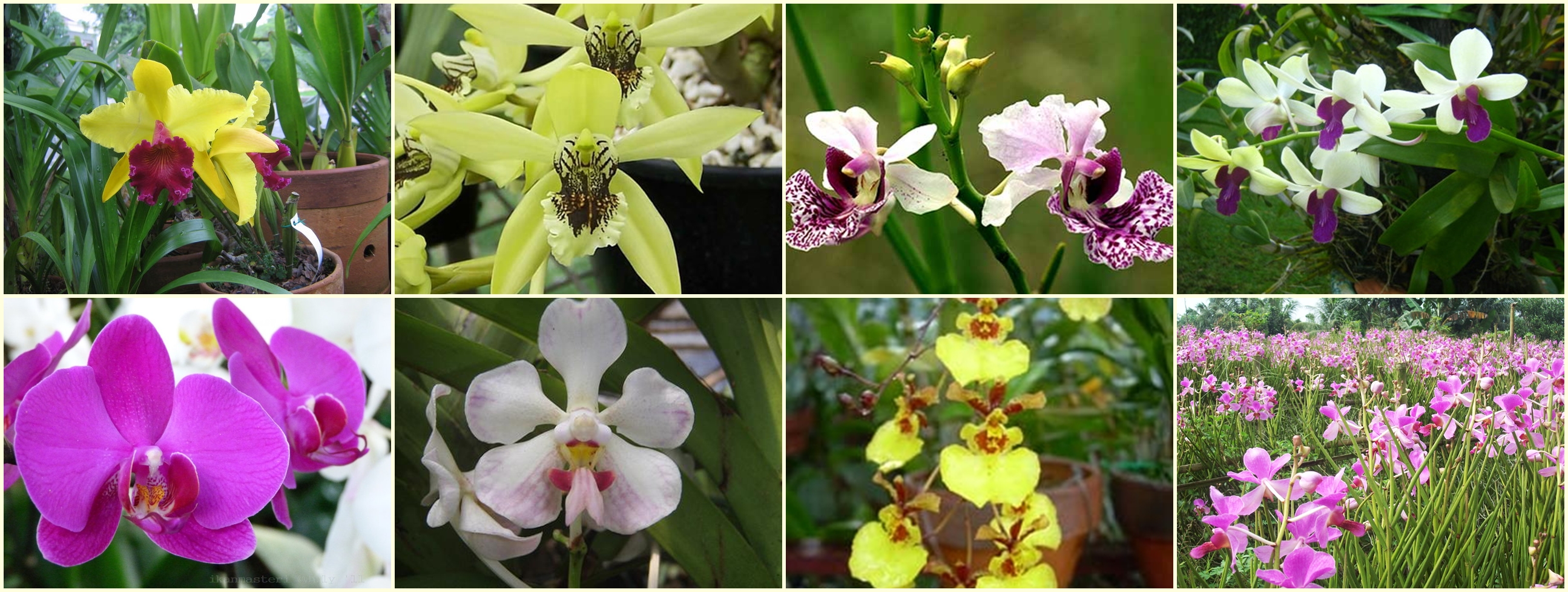 Mengenal Famili Orchidaceae Mande Blog